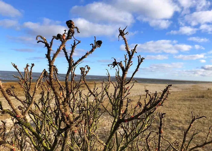 Daire Tief 10 Seerose 203 Schillig